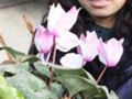 购鲜花   在那吉村花卉大棚