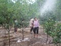 雄安明年再植树造林十万亩