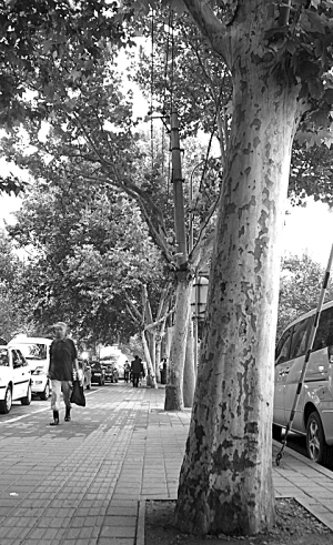 大树进城，小树该怎么办？