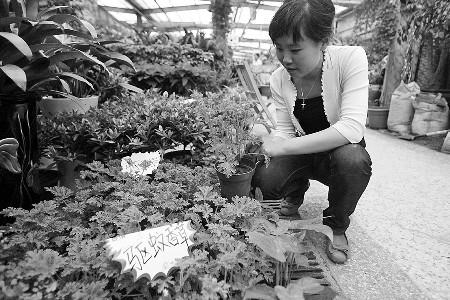 驱蚊草蚊子的克星，行情火爆