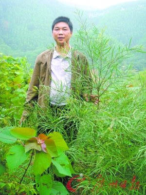 沙漠化罪魁祸桉树将被黑木相思取代
