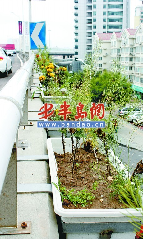 只剩花盆和杂草，青岛：快速路上花儿大都枯死