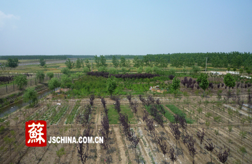 全国最大的耐盐碱苗圃基地在江苏：赣榆罗阳