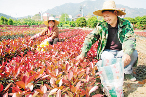 宜良五年后花卉苗木面积10万亩，堪称