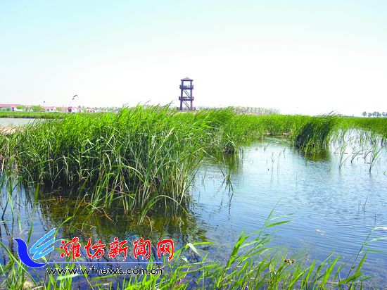 三万亩生态湿地 “绿色银行”，山东寒亭打造