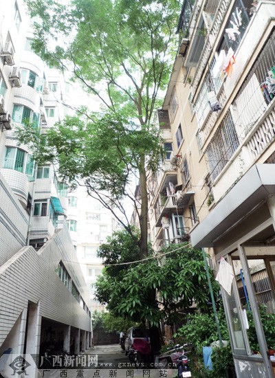 数天暴雨，树木太高影响附近居民