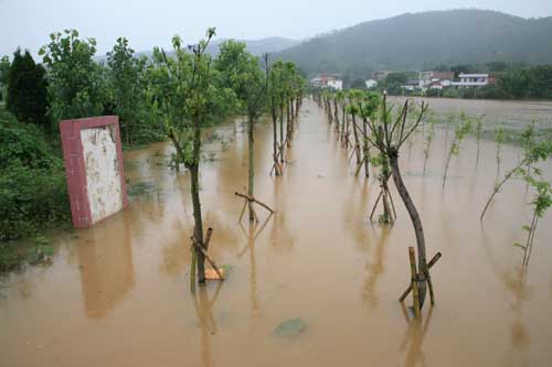 江西暴雨导致苗木花卉受损极为严重