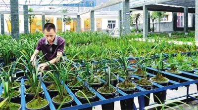 野花乱石在国外竟然成了宝贝