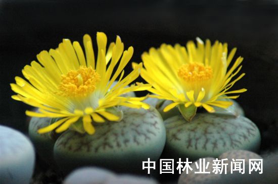 南非世界杯的苗木花卉也是一道美景