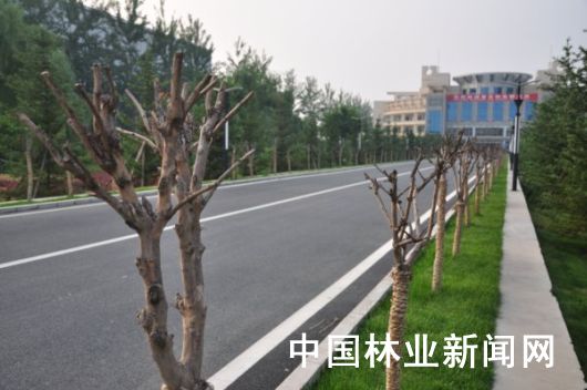 苗木遇冷要谨慎，绿化不能只向钱看