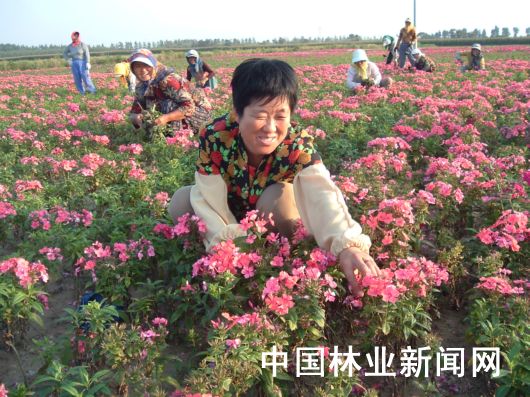 妇女也是苗木销售主力军