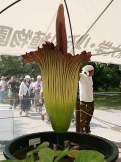 散发尸臭味世界最大花在日本绽放