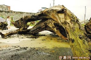 以黄金论价值的黄金木出世