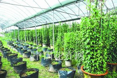 药用兼观赏植物开始受市场青睐
