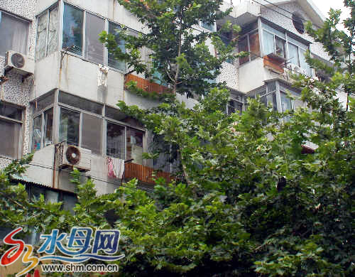 烟台出现多处绿化死角，树木基本无人问津