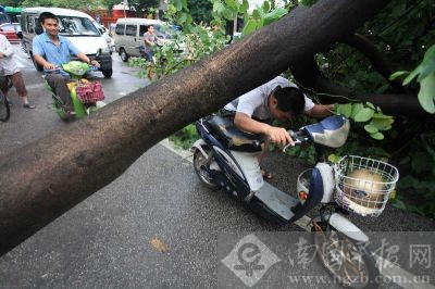 大风雨刮断行道树，阻碍交通