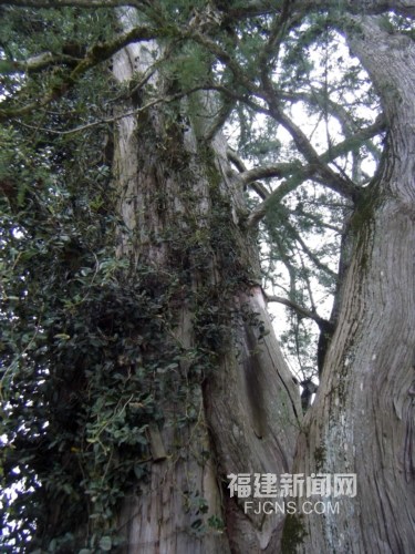 2000年水松王出现在福建漳平市永福镇