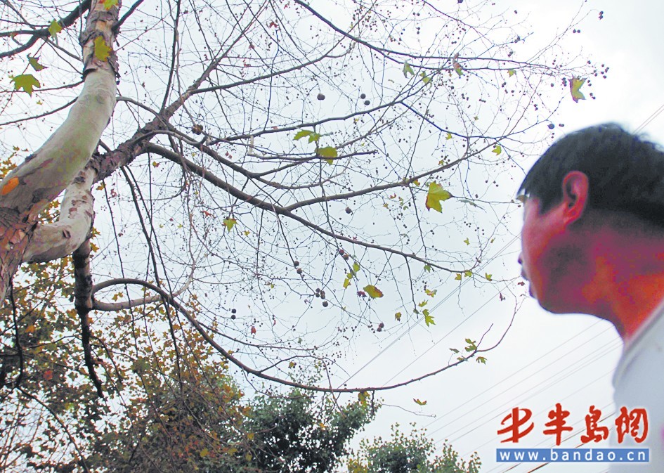 青岛：百米人行道成汗蒸馆 路边树木烤得秃了顶