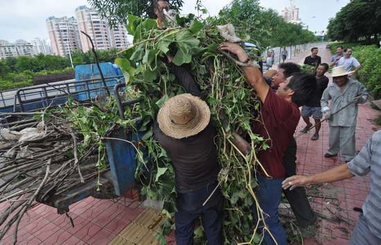 中山东路“番薯园”复绿补种黄心榕