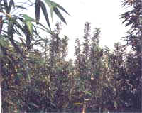 茶秆竹|详细介绍，买树苗网百科知识,苗木知识专家