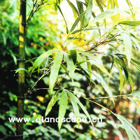四方竹|详细介绍，买树苗网百科知识,苗木知识专家