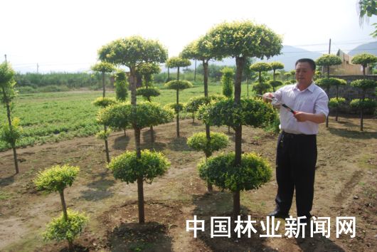 最佳受青睐的私家庭院绿化造型