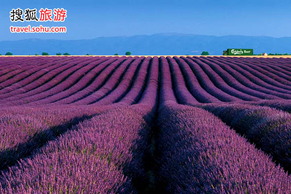 全球10大极致浪漫的花海 让人窒息的美