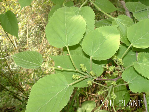 蒙桑|详细介绍，买树苗网百科知识,苗木知识专家