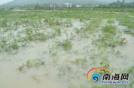 特大暴雨致三亚千亩玫瑰园区积水成河，损失数百万