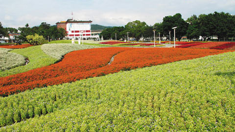台北花博圆山公园花海由625万株植物组成