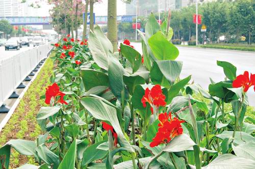 南宁今年实施控花促花技术，花卉开放自如