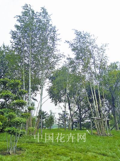 天津武清文化公园绿地首次引入丛生白桦