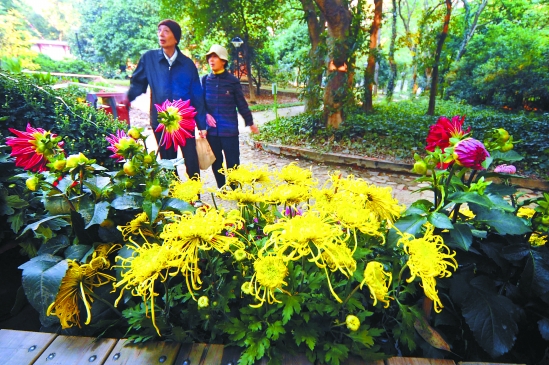 昨日开幕中国杭州首届菊花艺术节
