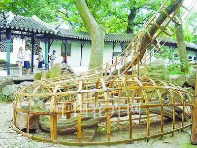 苏州拙政园管理处给名木古树设置竹制的防护围栏、“防护服”等