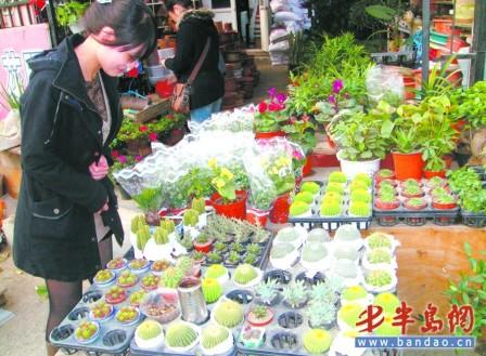 功能被夸大的吸毒花卉 