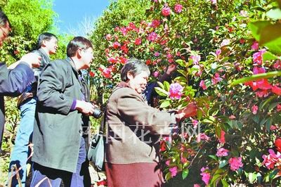楚雄考察野生茶花资源  引来八个国家植物专家