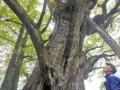 2500年的皇后银杏是金佛山的镇山之宝