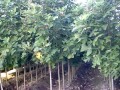 南京马褂木/高大树种
