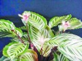 碧卡秋(图) 2011年宵花市新品种