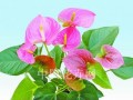 靓俏俏(图)  2011年宵花市新品种