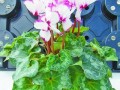 维多利亚(图  2011年宵花市新品种