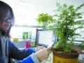 种棵“大熊猫  保证空气好