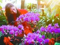 即将启动济南年宵花市场