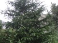雪松【1-10】米